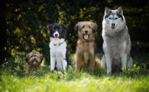 ¿Cómo registrar a mi mascota y qué documentos necesito?