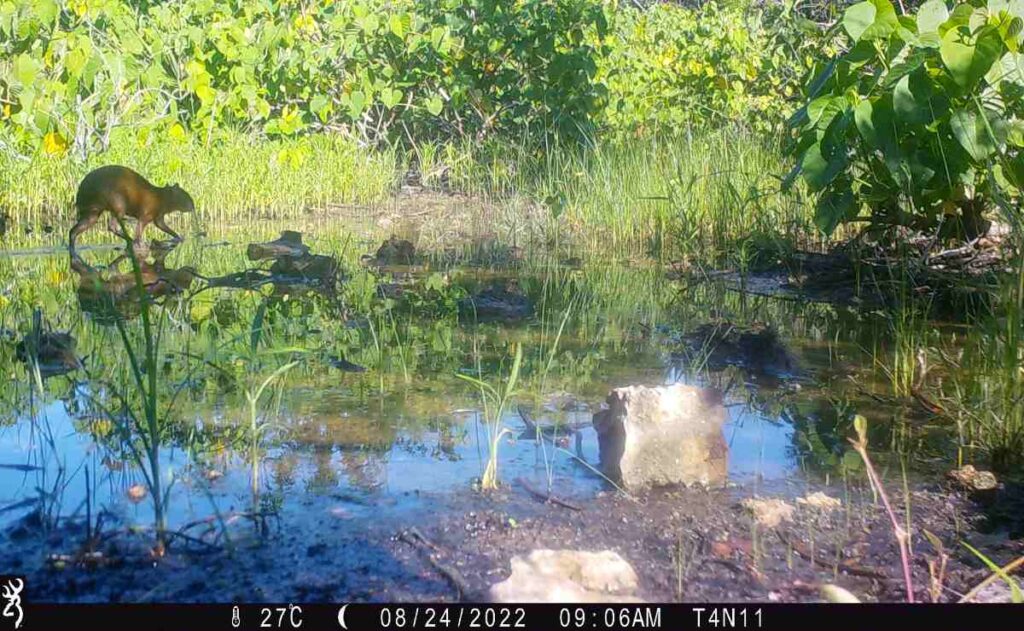 Cómo los jóvenes lideran la conservación de la biodiversidad