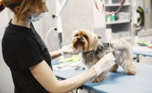 Más allá de las veterinarias: sueldo y campo de trabajo de los médicos veterinarios