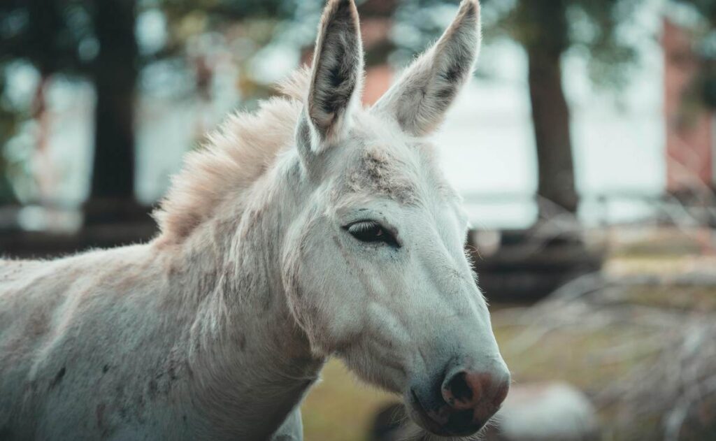 IPN burro mascota