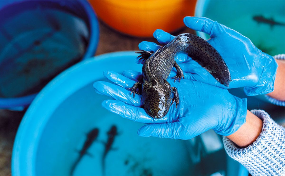 adopta-un-ajolote-asi-es-la-campana-adoptaxolotl-2025-2026