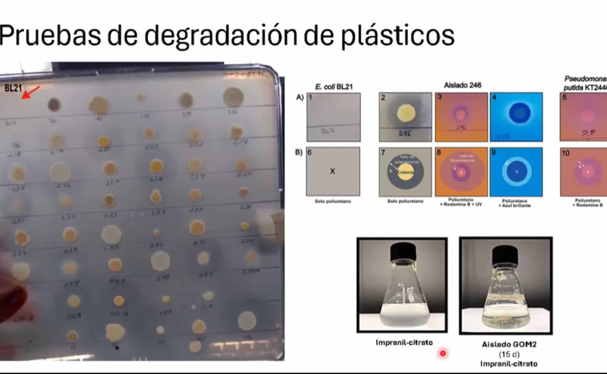 alumnas-de-la-unam-descubren-microorganismo-que-degrada-en-15-dias-el-plastico