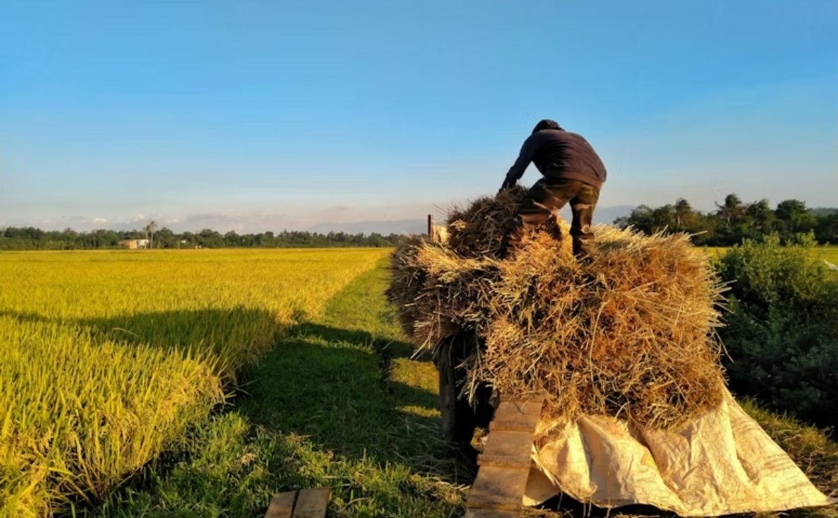 Carreras del futuro: así pueden los jóvenes trabajar en el nuevo campo mexicano