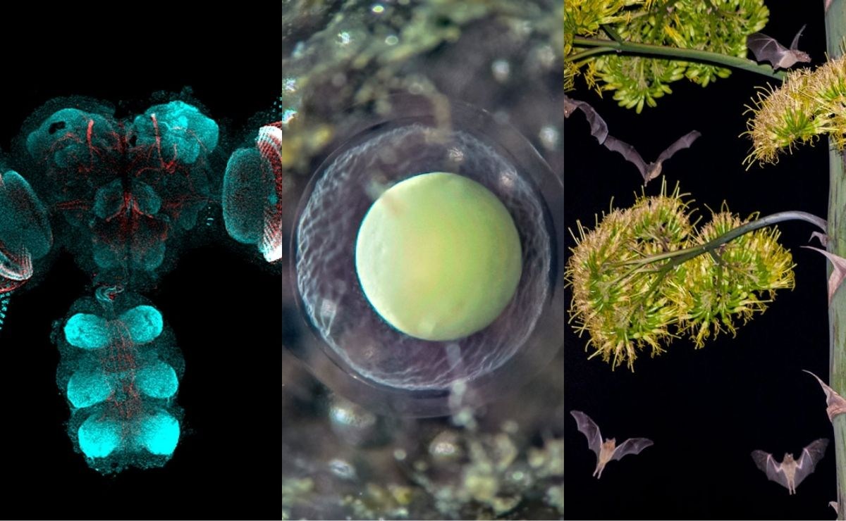 fotografia-cientifica-unam-exposicion-chapultepec