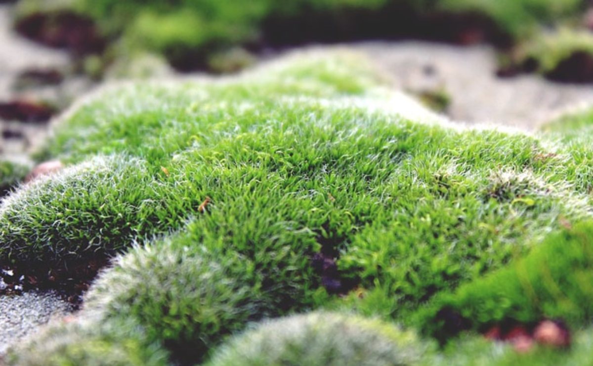 unam-recomienda-no-usar-musgo-en-navidad-2