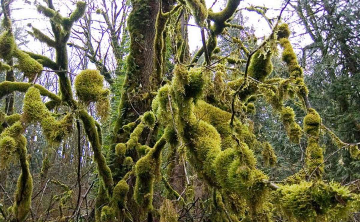 unam-recomienda-no-usar-musgo-en-navidad-3