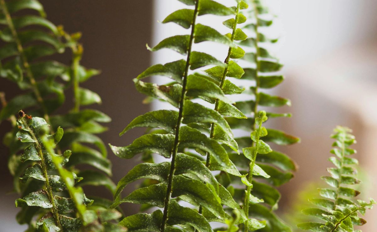 5-plantas-para-refrescar-tu-espacio-de-estudio