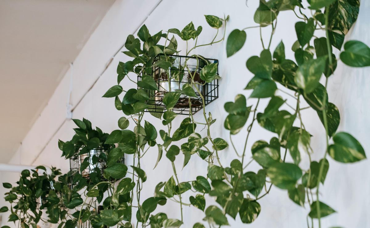 5-plantas-para-refrescar-tu-espacio-de-estudio