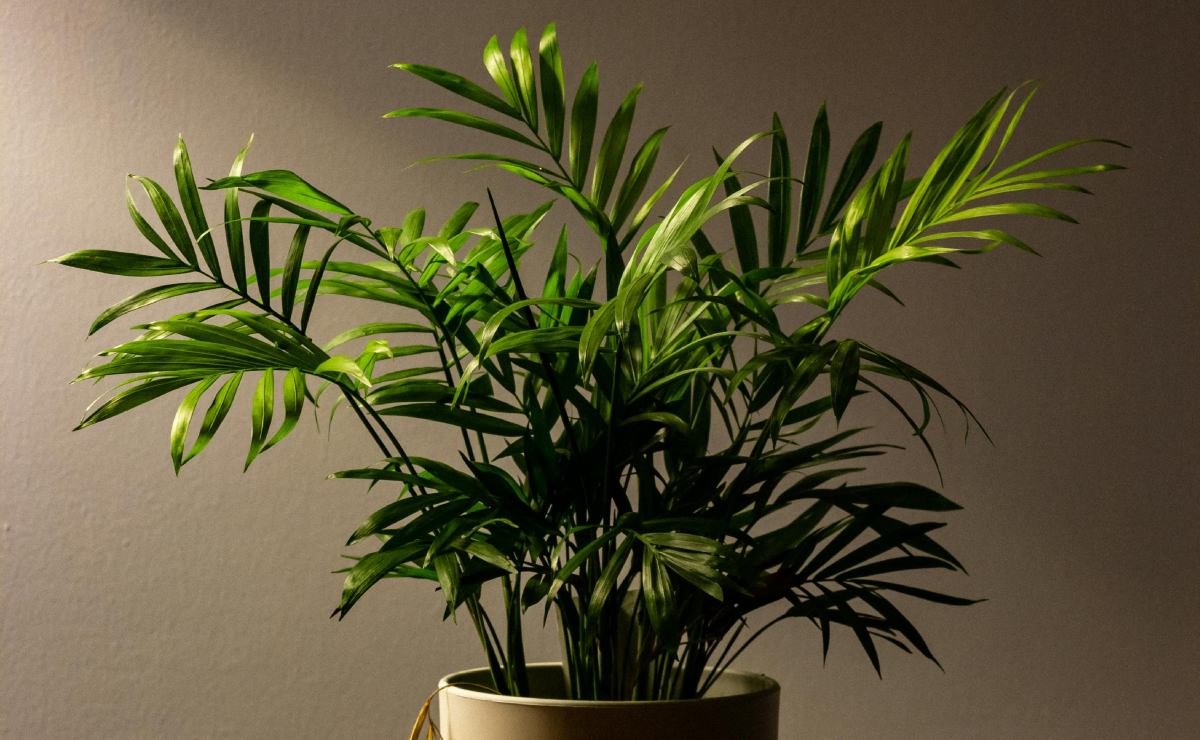 5-plantas-para-refrescar-tu-espacio-de-estudio