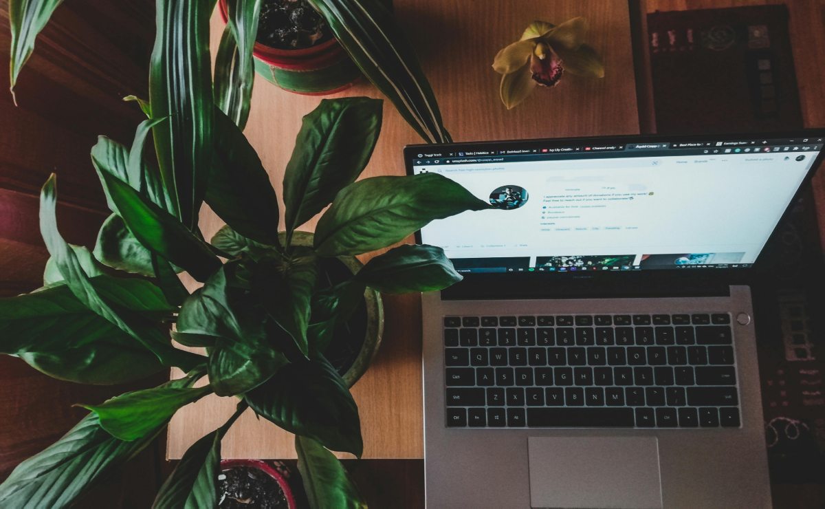5 plantas para refrescar tu espacio de estudio