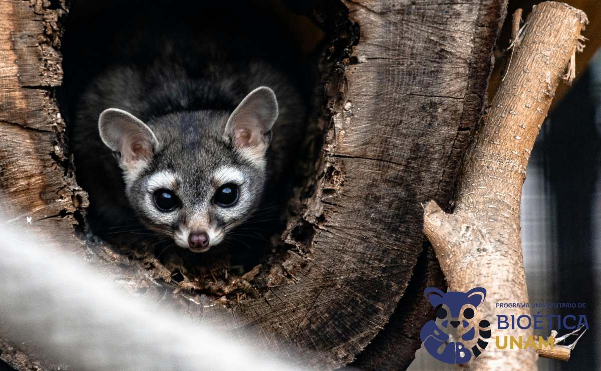 el-cacomixtle-sera-la-imagen-del-programa-universitario-de-bioetica-de-la-unam