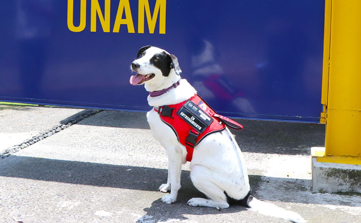 epi-la-perrita-de-la-unam-que-brinda-apoyo-a-jovenes-victimas-de-violencia-de-genero