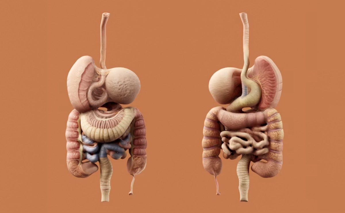 El secreto para sentirte mejor podría estar en tu intestino