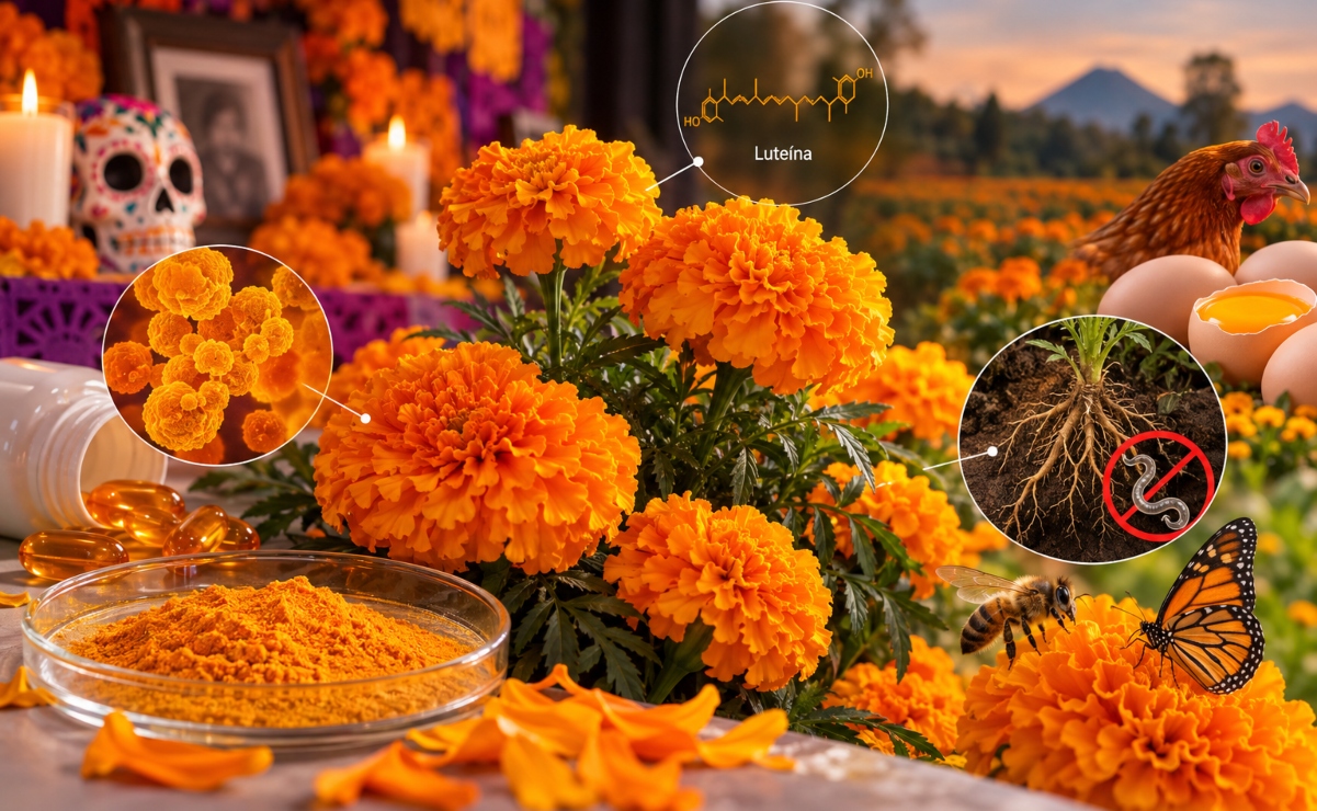 Cempasúchil: la flor mexicana que ilumina la tradición y sorprende a la ciencia. Imagen: creada con IA