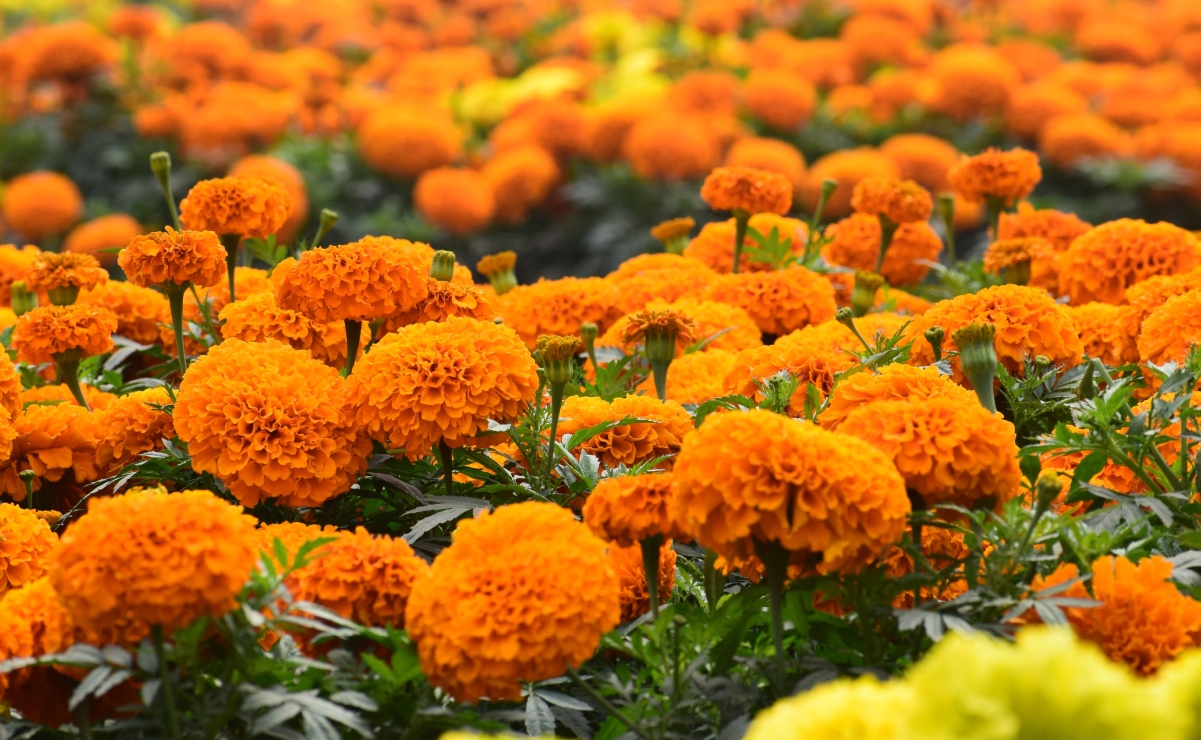 Tradición, ciencia y economía convergen en el cempasúchil, una flor mexicana con aplicaciones sorprendentes. Foto: Pexels